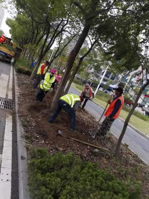 我校顺利推动皖江大道绿化隔离带移除工程落地