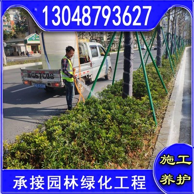 本地草皮种植基地园林小区用四季常青草坪工程绿化