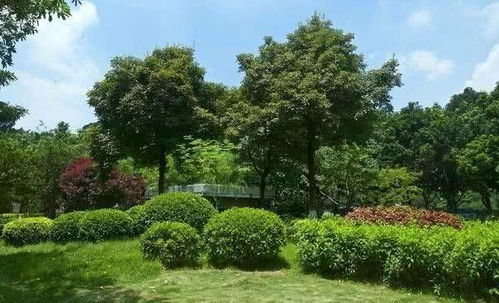 子弹被射中,嵌在树上 20年后,它杀死了目标 网友说不敢相信 网易订阅