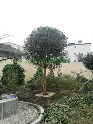 四川园林绿化工程公司