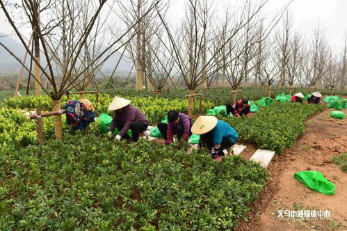 银杏 红梅 红玉兰...义乌这条路下个月完成 变身