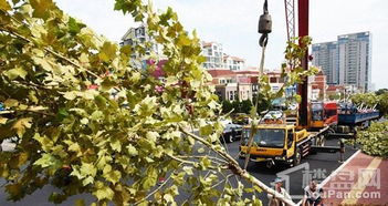 黄海路拓宽改造绿化正在加紧施工
