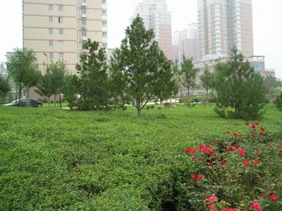 太原专业绿化公司