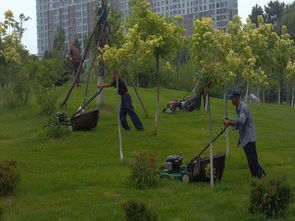 园林绿化,园林绿化生产厂家,园林绿化价格