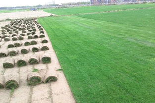 四川混播草坪哪家好 服务为先 永利供应