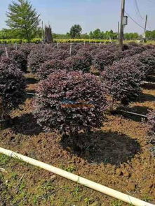 提供专业的园林绿化 园林绿化找谁施工好 柳州市鸿图园林绿化有限责任公司