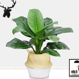 武汉园林景观公司园林绿化施工工艺庭院阳台小区景观绿化施工