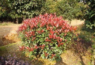 武汉园林绿化景观设计小区园林施工绿化养护方案设计维护