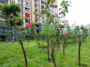 2017.10.18大悟新天地家书