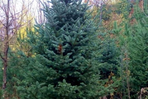 园林立体绿化工程的施工技术