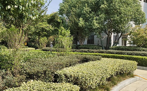 绿化养护找哪家 售后无忧