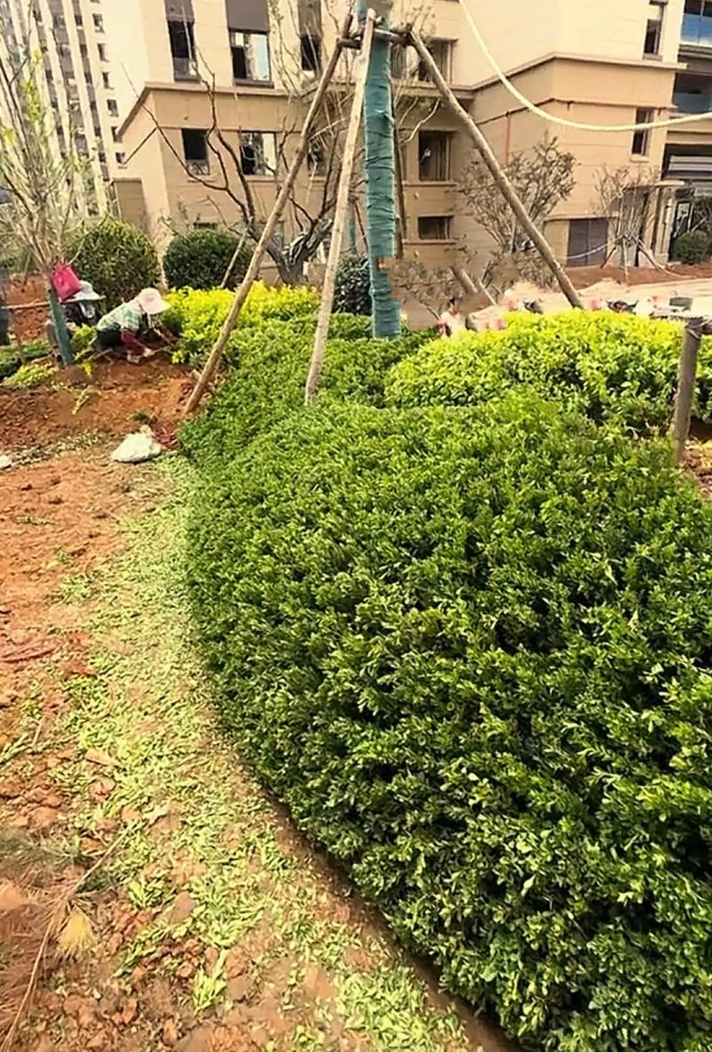 小区绿化案例分享#小区绿化 #园林绿化 #施工现场实拍 #庭