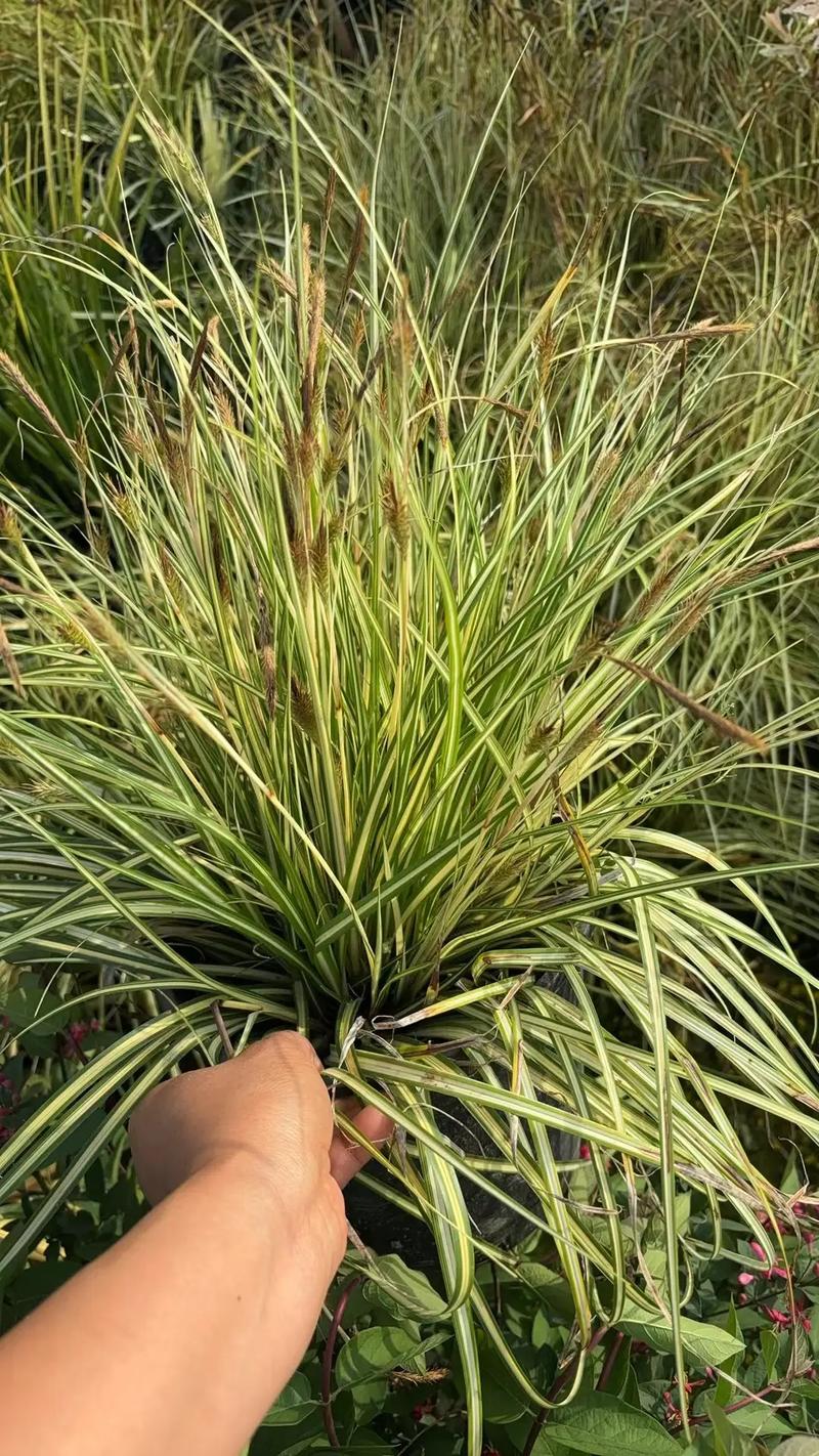 园林绿化工程苗木人 #全网搜索苗木有缘人 厂房绿化设计施工