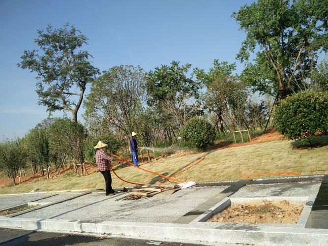 衢化西路南段一园林绿化工程 - 美篇