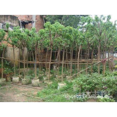 园林绿化工程 景观工程 设计 施工及供应苗木 黄花槐 移植苗