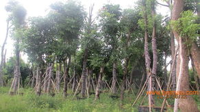 东莞园林公司绿化施工工程,东莞园林公司绿化施工工程生产厂家,东莞园林公司绿化施工工程价格