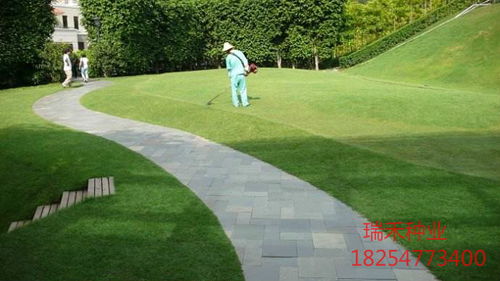 园林绿化草种子的种类一斤多少钱