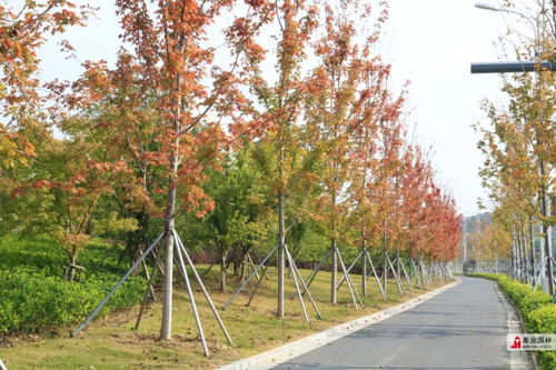 2019年苏州市园林绿化示范工程丨有轨电车1号线延伸线景观绿化工程七标段