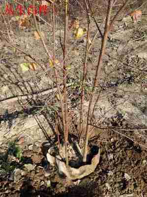 自家苗木承揽名胜古迹美化工程青扦营养杯苗_供应信息_金农网