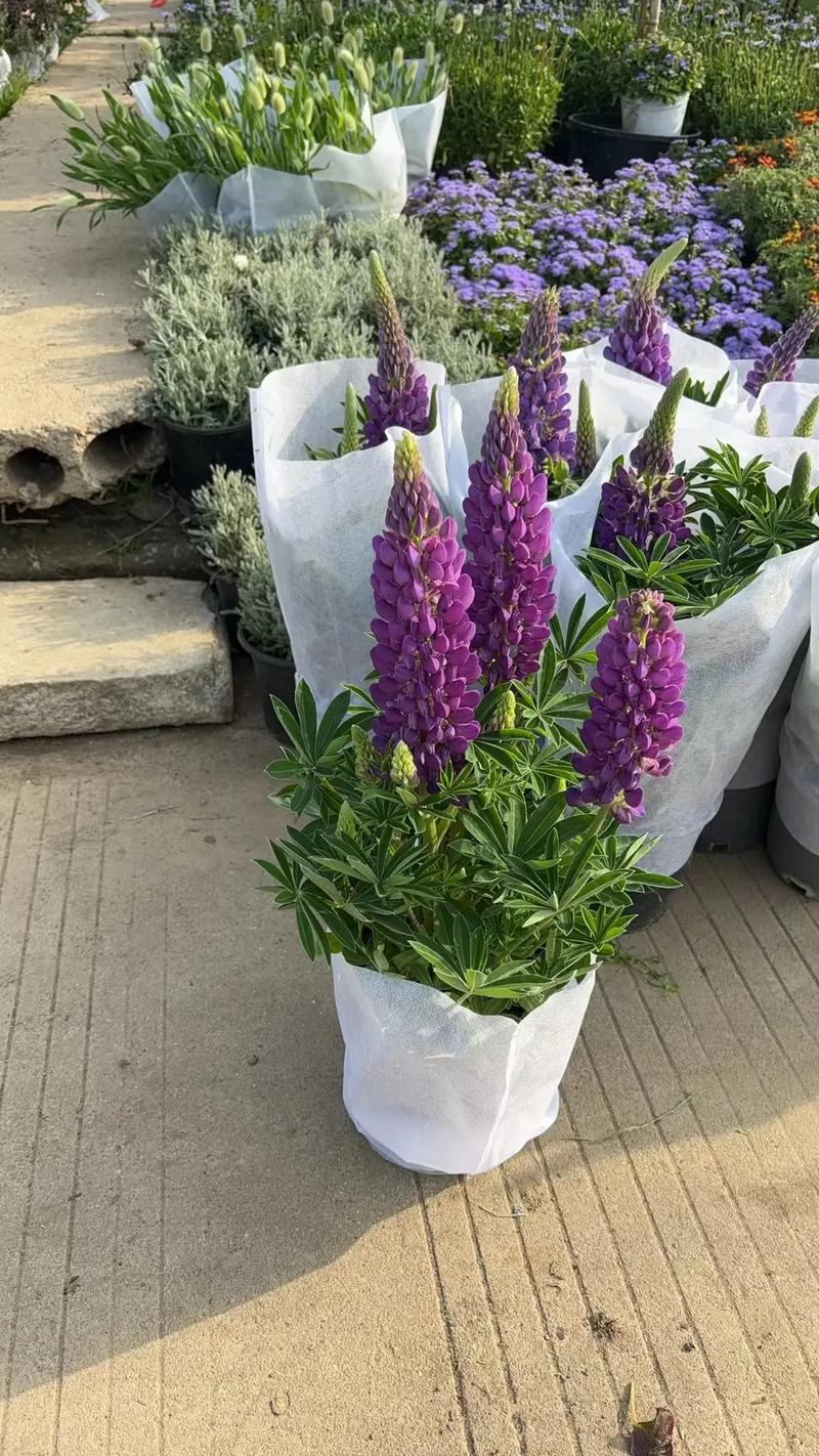 园林绿化工程苗木人 #全网搜索苗木有缘人 厂房绿化设计施工