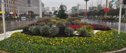 天心区园林绿化维护中心花境相继展现