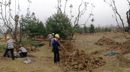 绿化工程园林施工种植各种绿化苗木