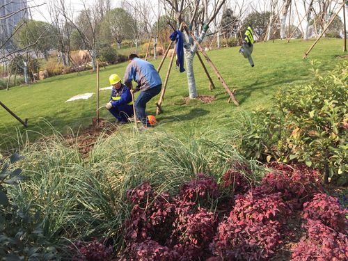 武汉青山江滩二期园林景观绿化工程 - 美篇
