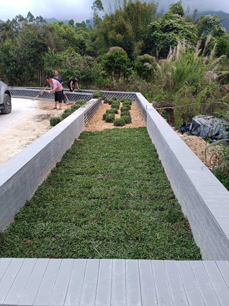 白马村双一移民村公园绿化照片#施工现场实拍 #园林绿化工程