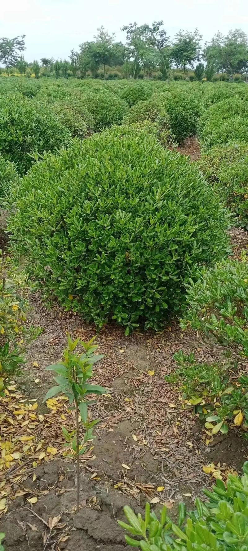 园林绿化工程苗木人 #全网搜索苗木有缘人 厂房绿化设计施工