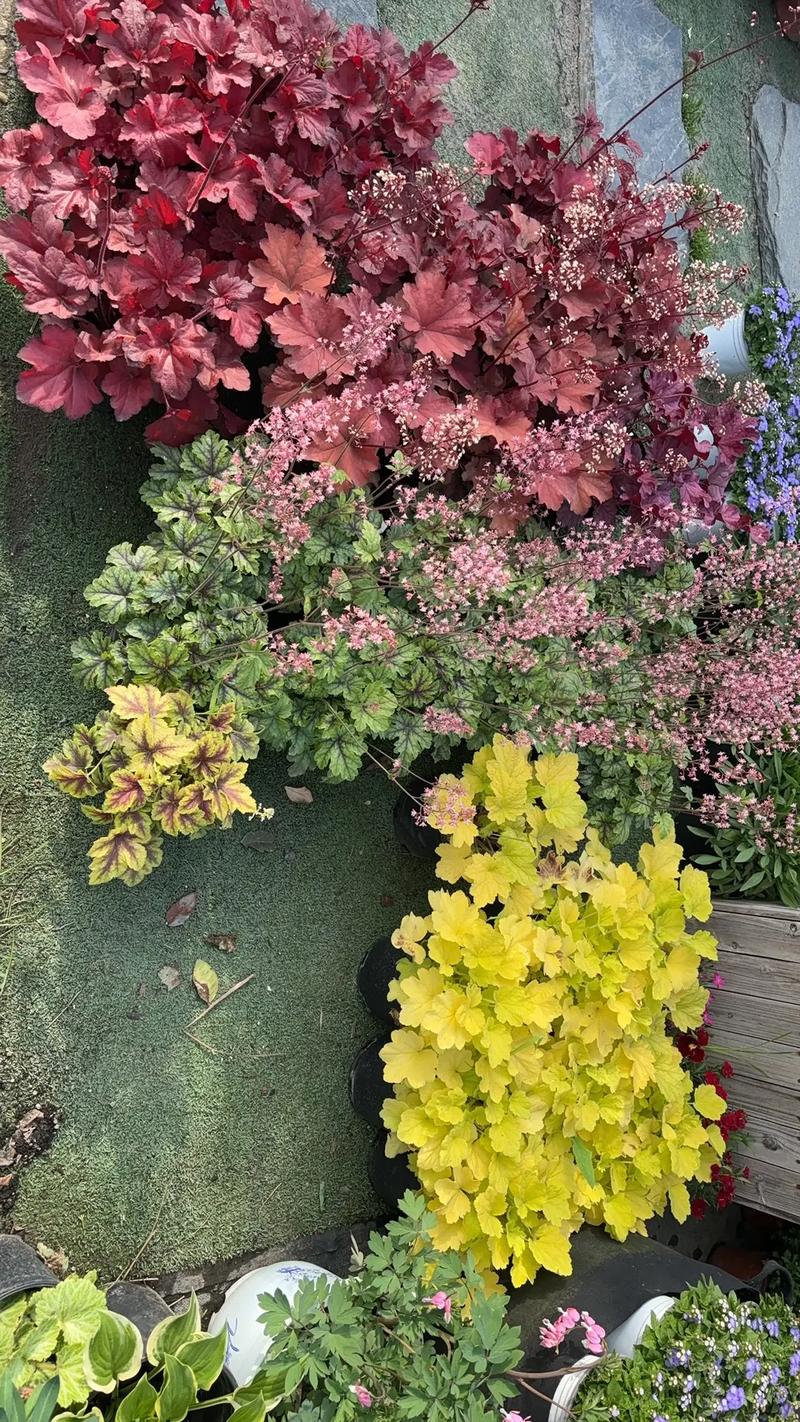 园林绿化工程苗木人 #全网搜索苗木有缘人 厂房绿化设计施工