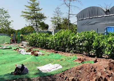 对于园林绿化工程款拖欠的问题解决对策如下