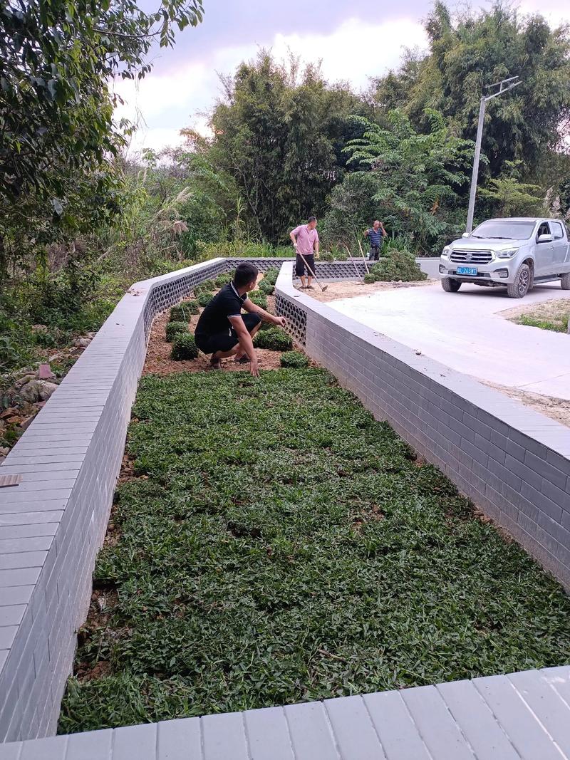 白马村双一移民村公园绿化照片#施工现场实拍 #园林绿化工程