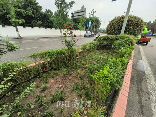 不文明行为曝光台丨城区绿化花卉被盗800余株,园林部门呼吁爱护公共绿植