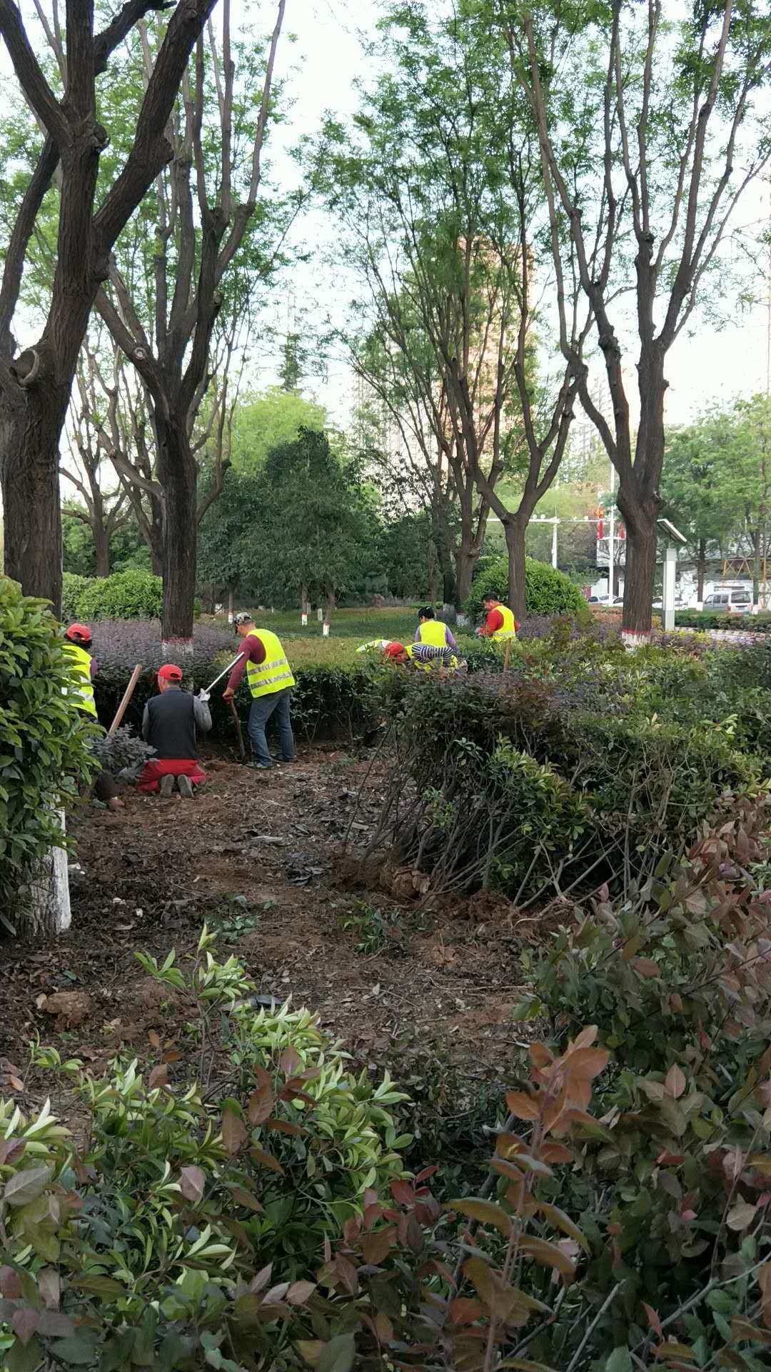 生态公司快速启动景观绿化及人行道提升改造工程 - 美篇