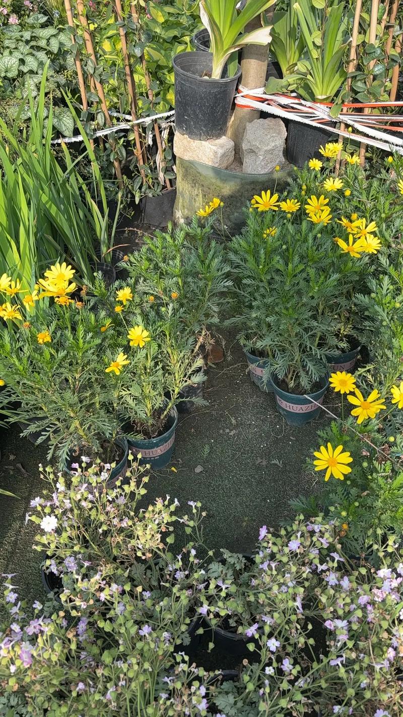 园林绿化工程苗木人 #全网搜索苗木有缘人 厂房绿化设计施工