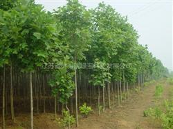 江苏省林科院绿宝林业发展公司