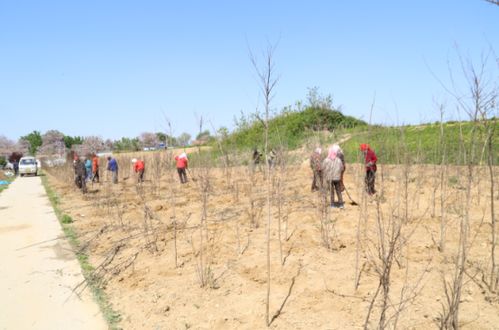 绿化工程施工,淄博凯创园林为家乡临淄添一抹绿