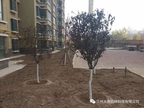 永登西太华 置地新城园林绿化工程现场