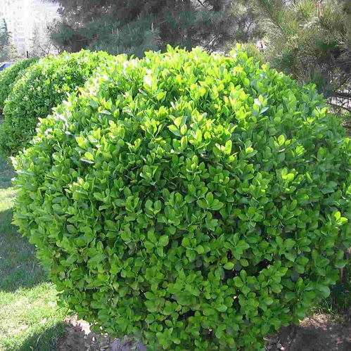 【罗湖园林绿化工程】- 