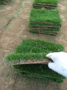 泰州台湾青草皮施工厂家