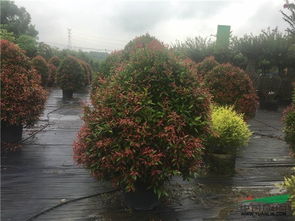 2017苗乡行广西线第二天,走进广西深根园林工程