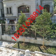  沭阳县新华园林绿化苗木供应基地 主营 龙柏 洒金柏 红叶小