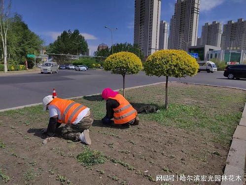 种植花卉 美化环境 我为新区添份美