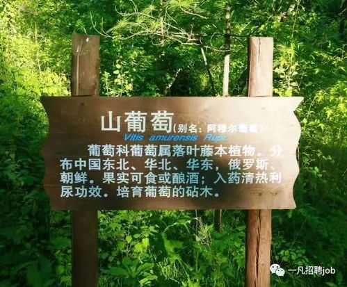 难得一见的园林绿化施工过程全记录