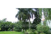 供应苏州高新区草坪绿化维护/绿化工程