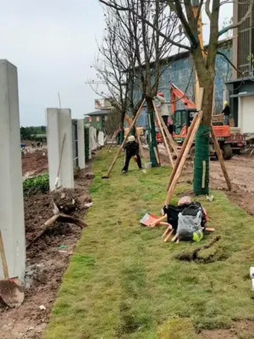 大爷89岁还为人民服务,根本没有假期 施工现场实拍 致敬平凡的你 施工现场 园林绿化工程