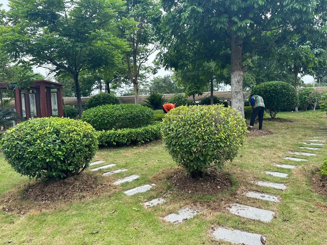 园林养护施工中#苗木种植基地 #园林绿化工程苗木人