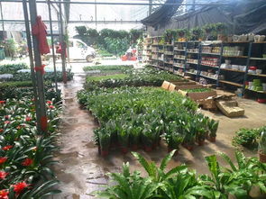 一站式园林绿化与体育设施服务 苗圃开业花篮、养护与工程施工