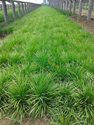 山东麦冬草供应与体育场地设施工程施工一体化服务