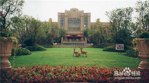 园林绿化施工中球类及花灌木的种植要点